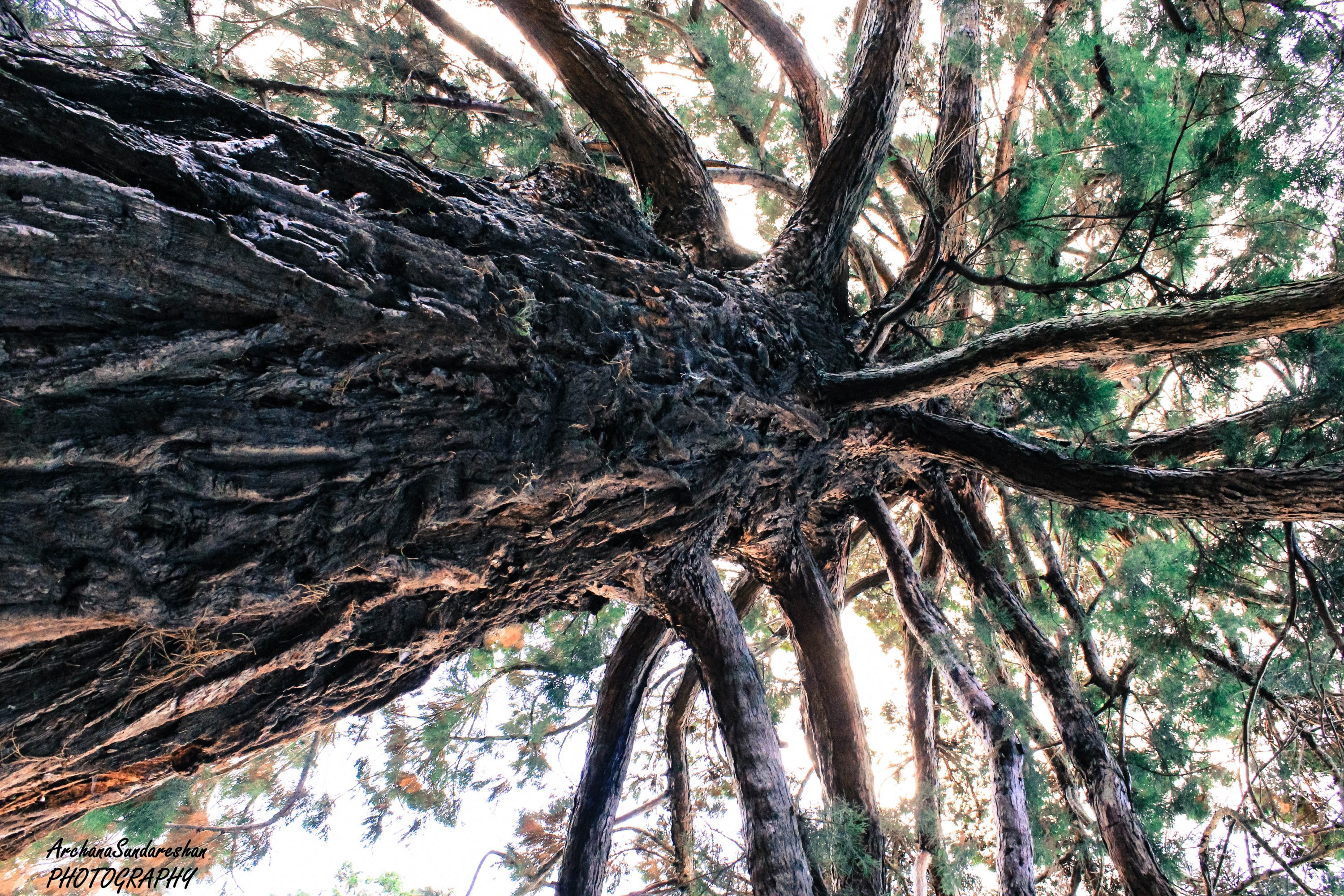 Christchurch Botanical garden