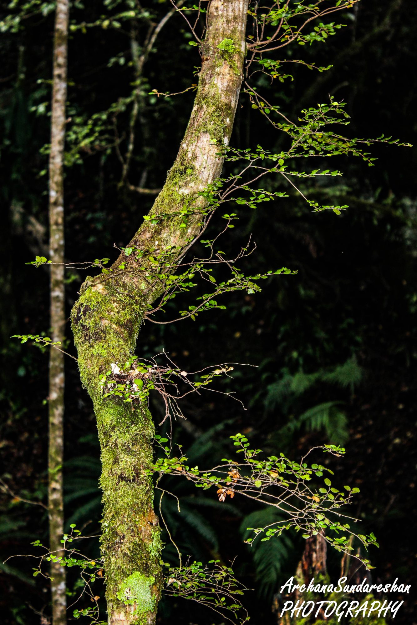 Fiordland National Park - at Glow worm caves