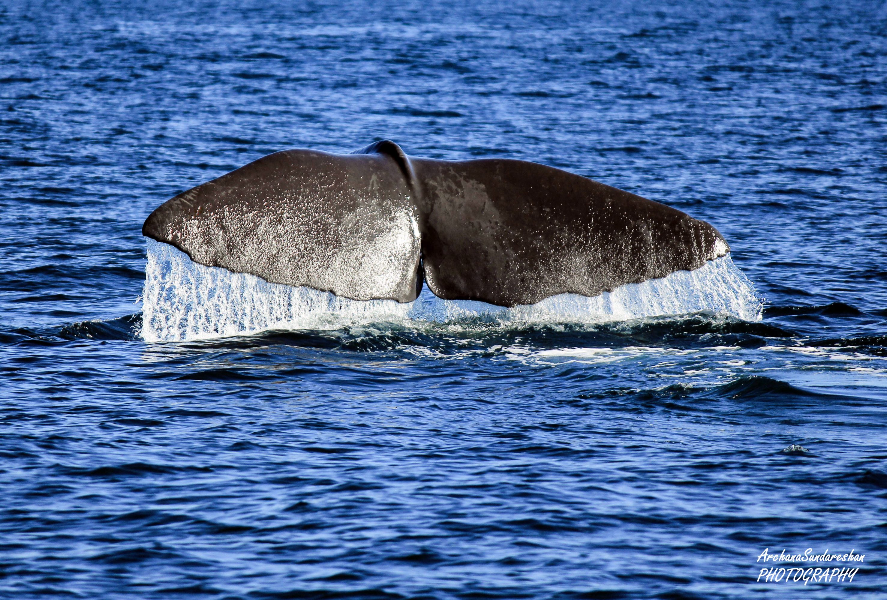 Kaikoura whale watch