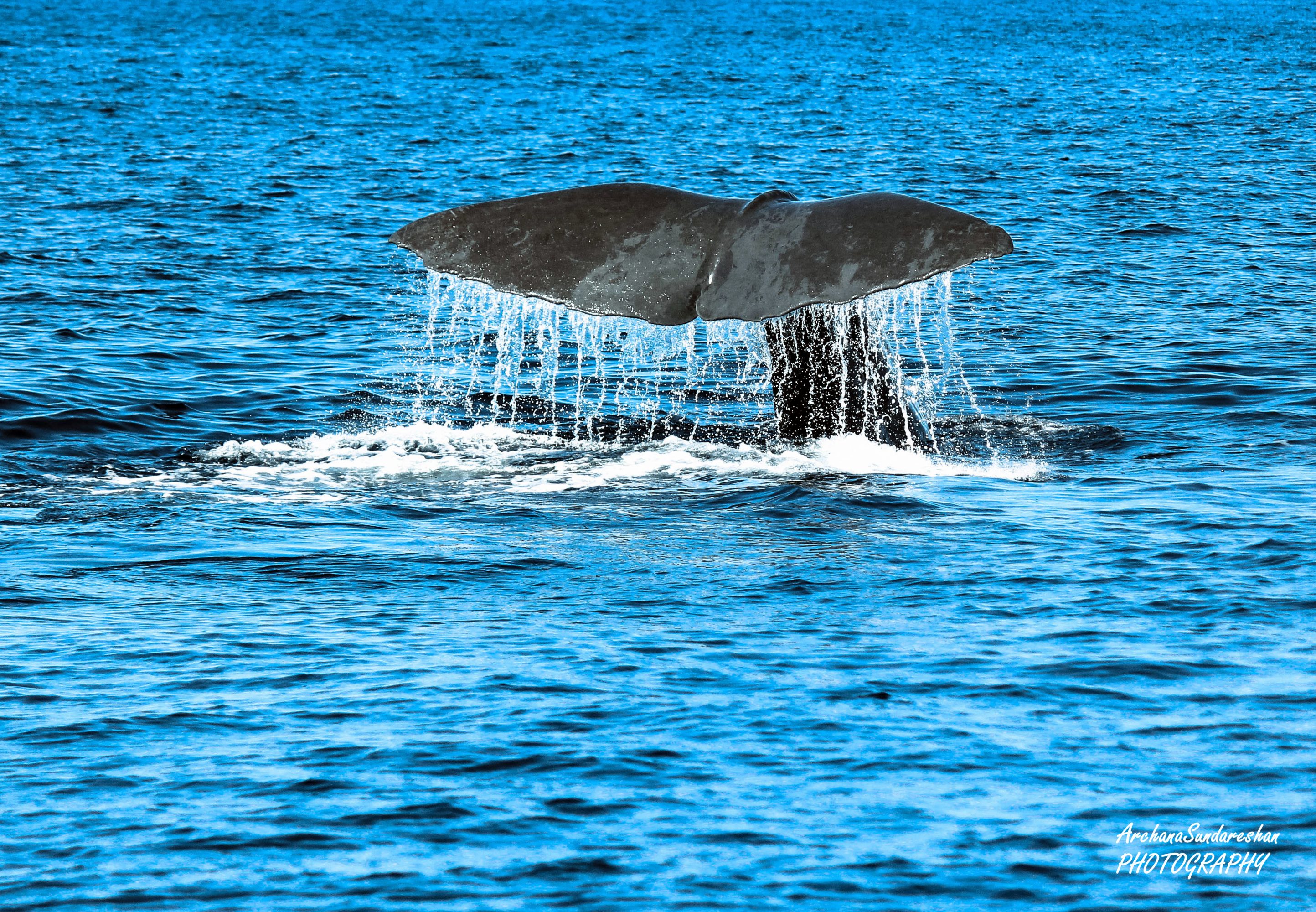 Kaikoura Whale Watch