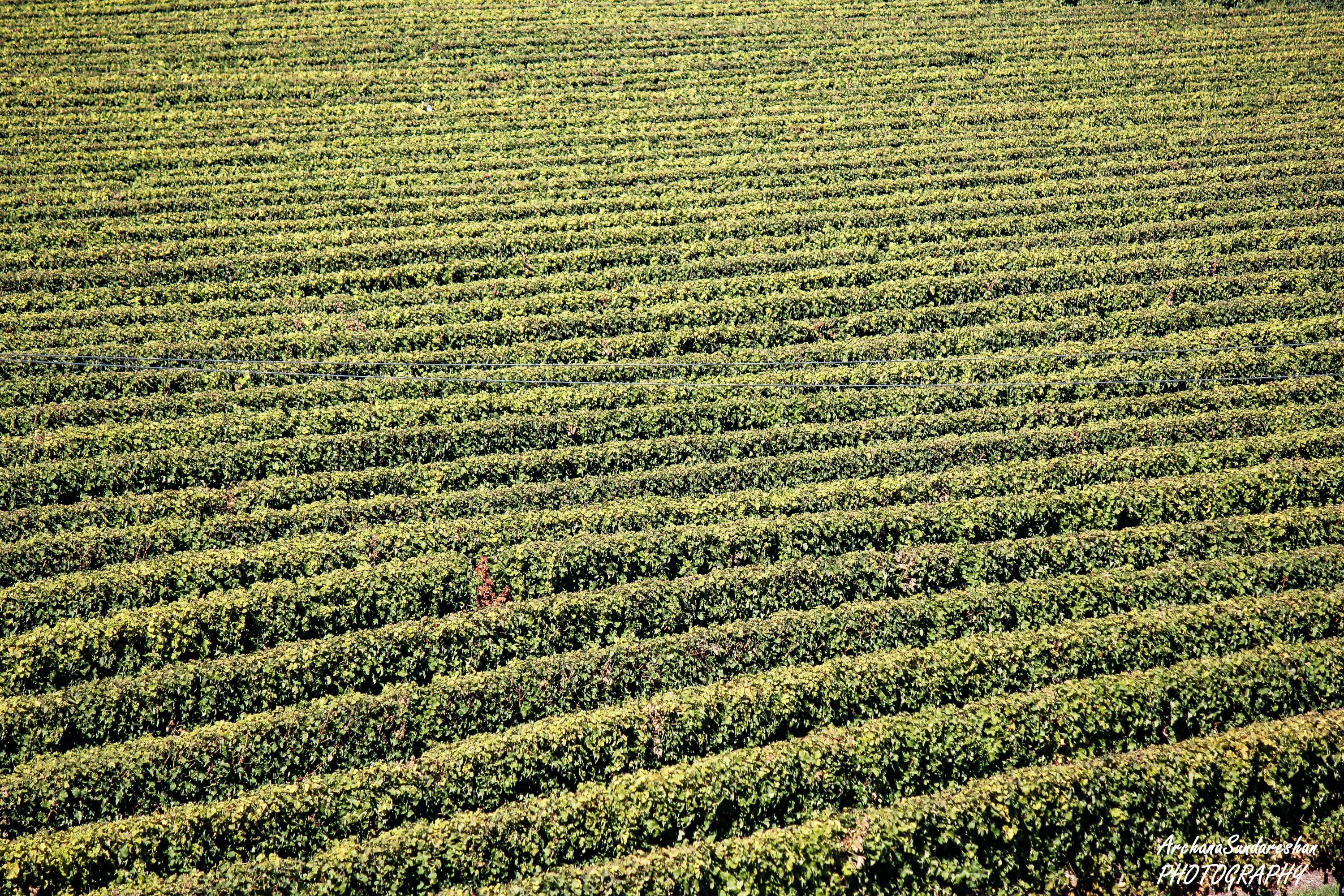 Marlborough Wine Valley