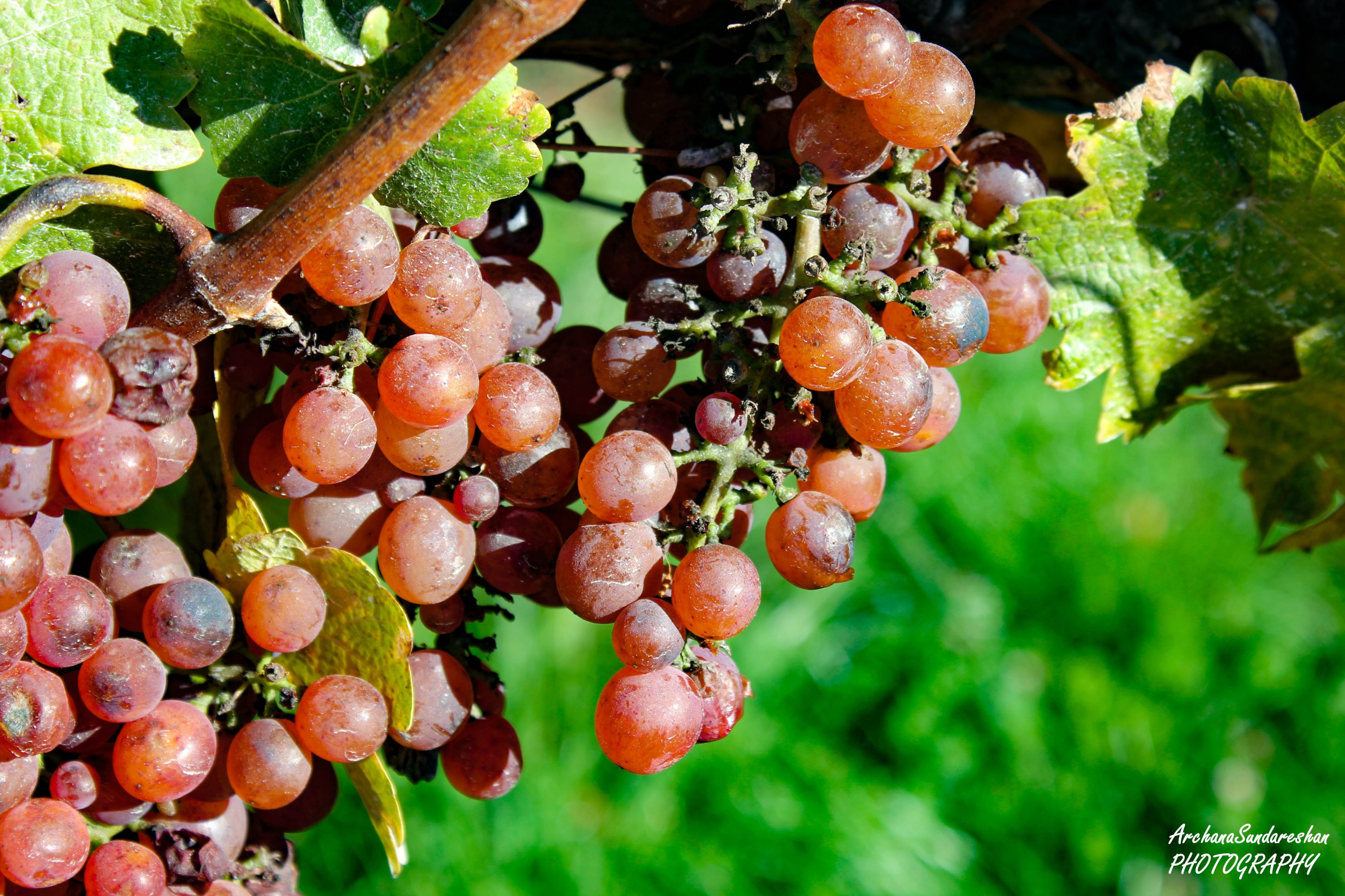 Marlborough Grapes