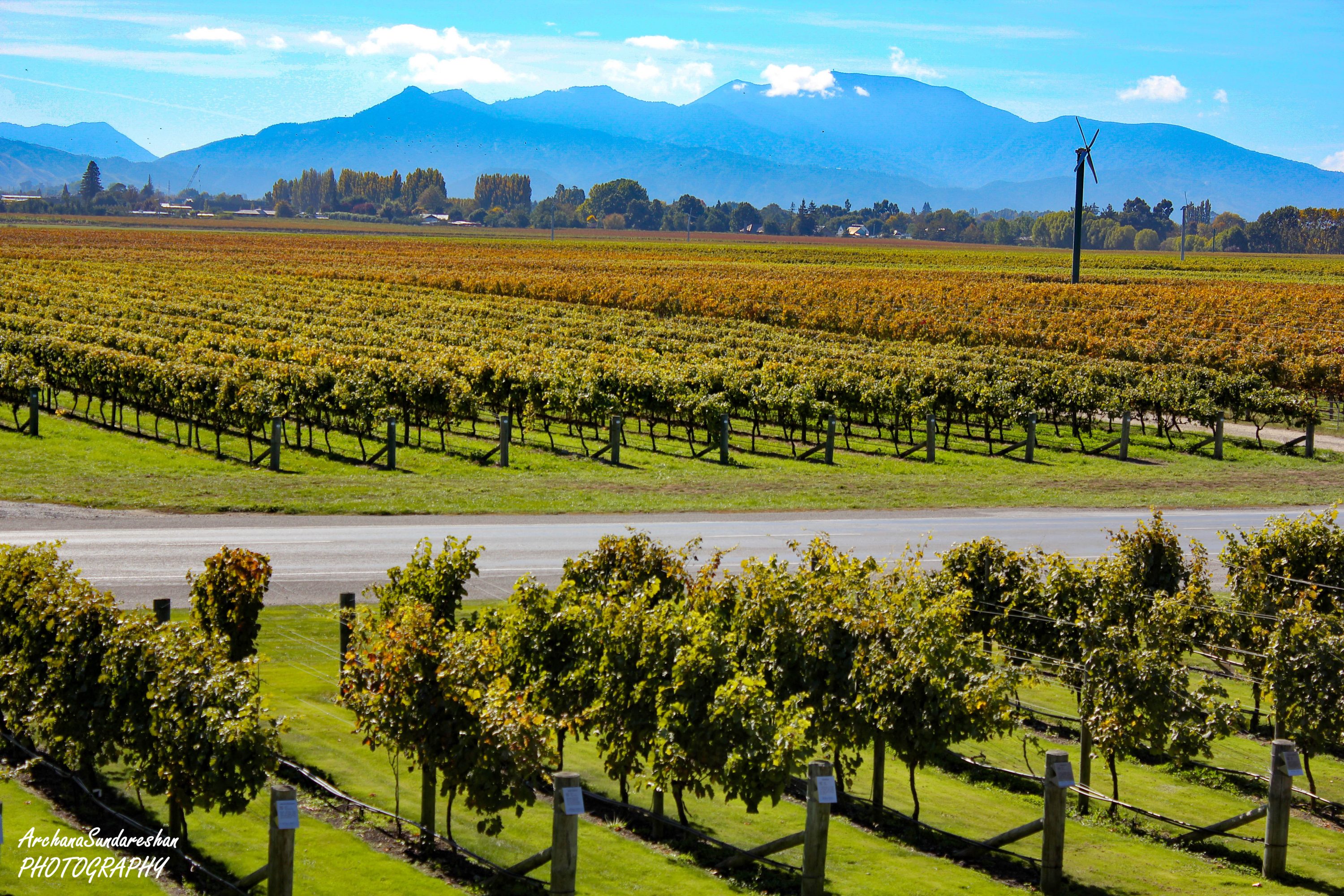 Marlborough Wine Valley