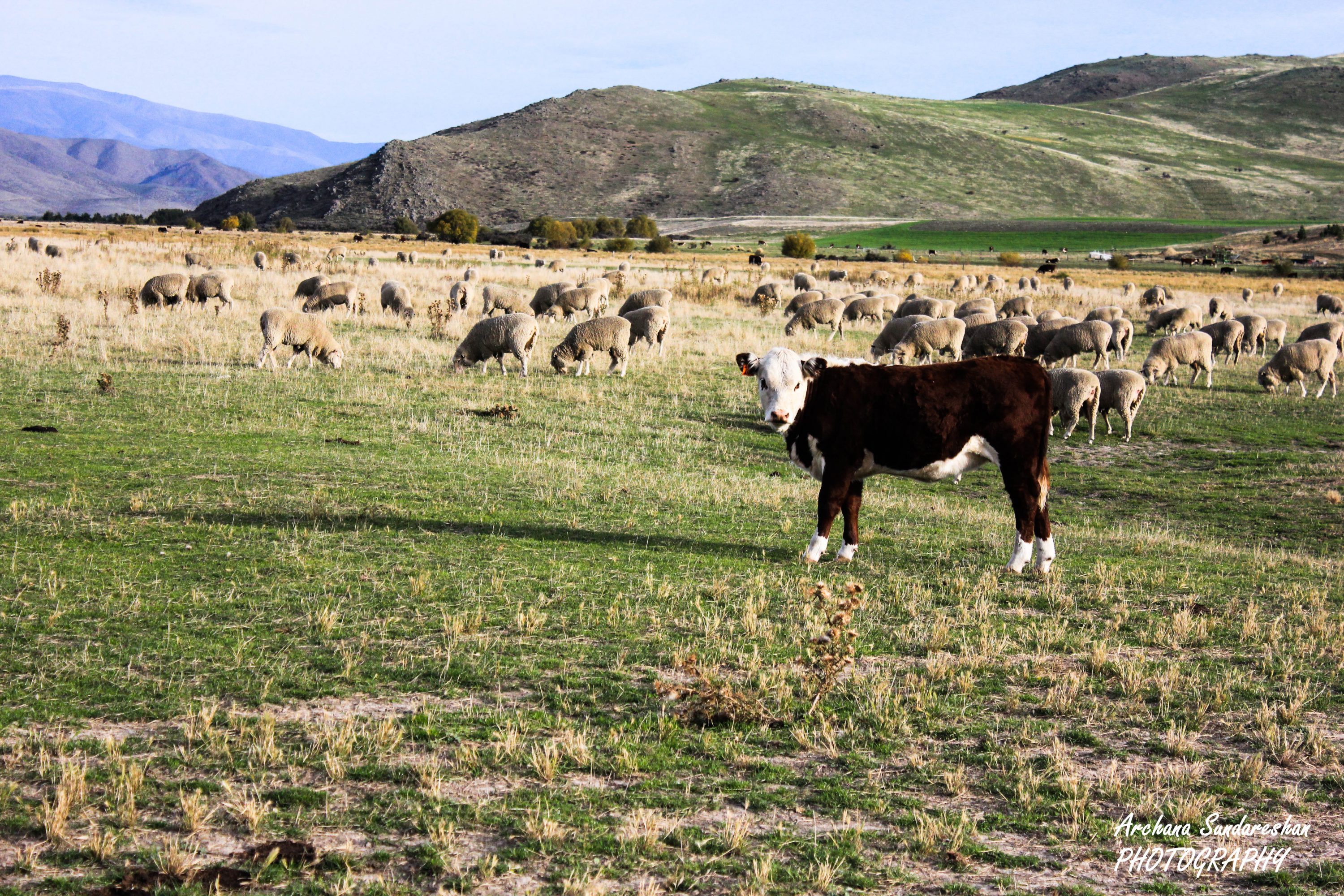 Country side