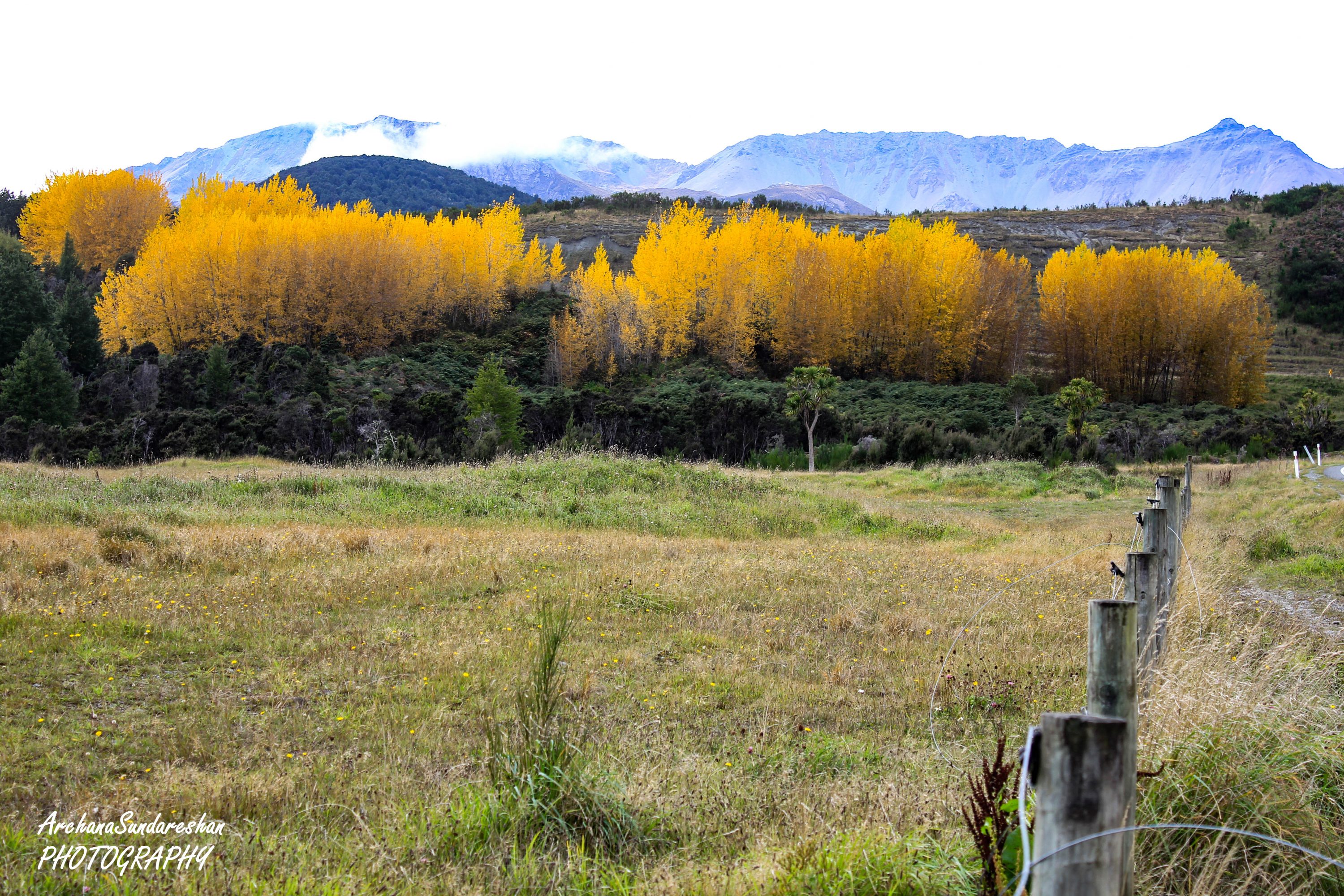 Country side on the way to Milford Sound