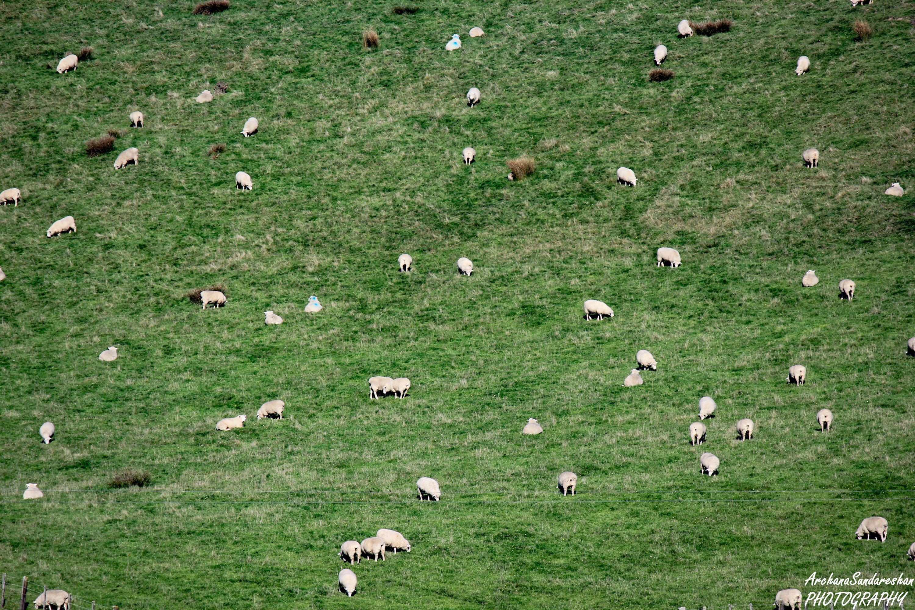 Hill top hike through the farm to Wharariki Beach