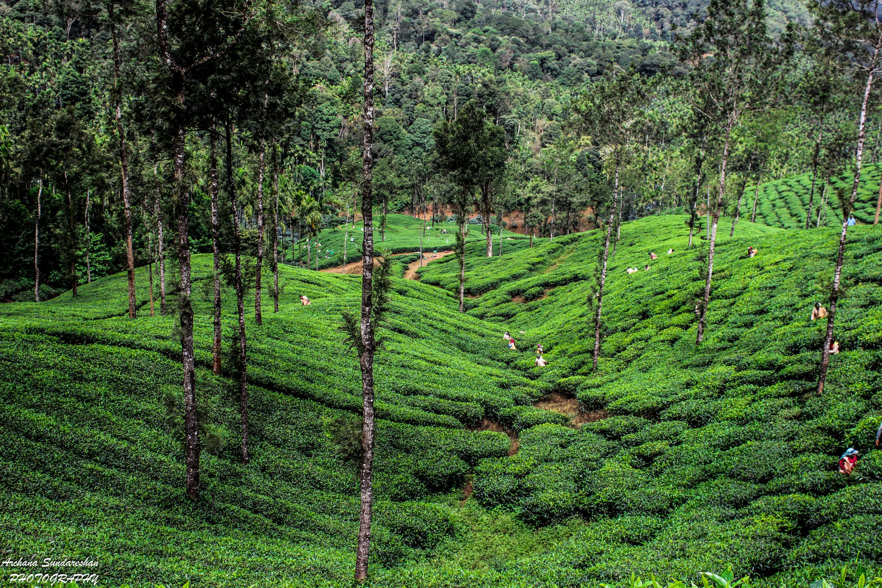 Malnad Tea plantations