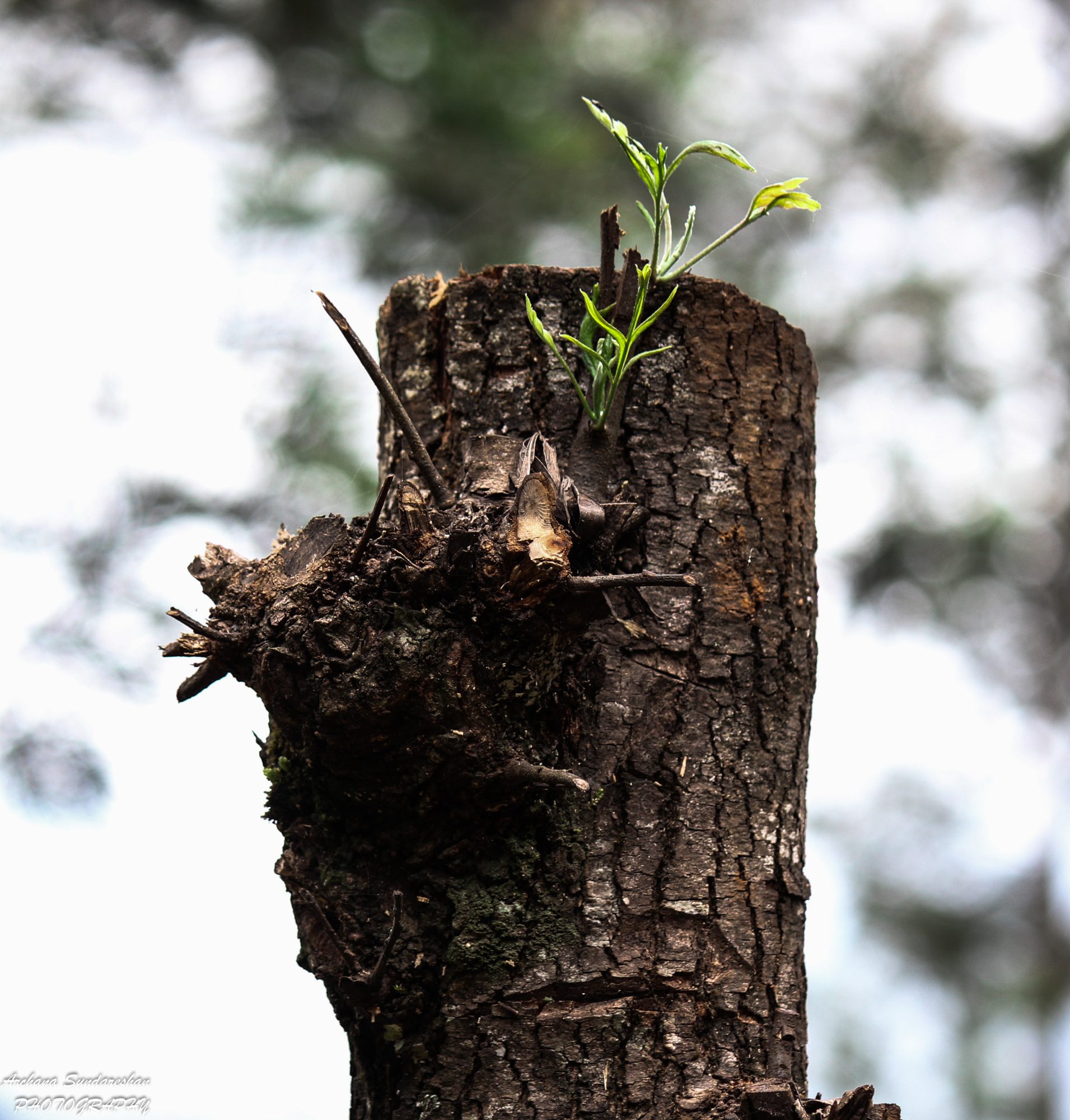 A tree cut down but life within rising and won't give up