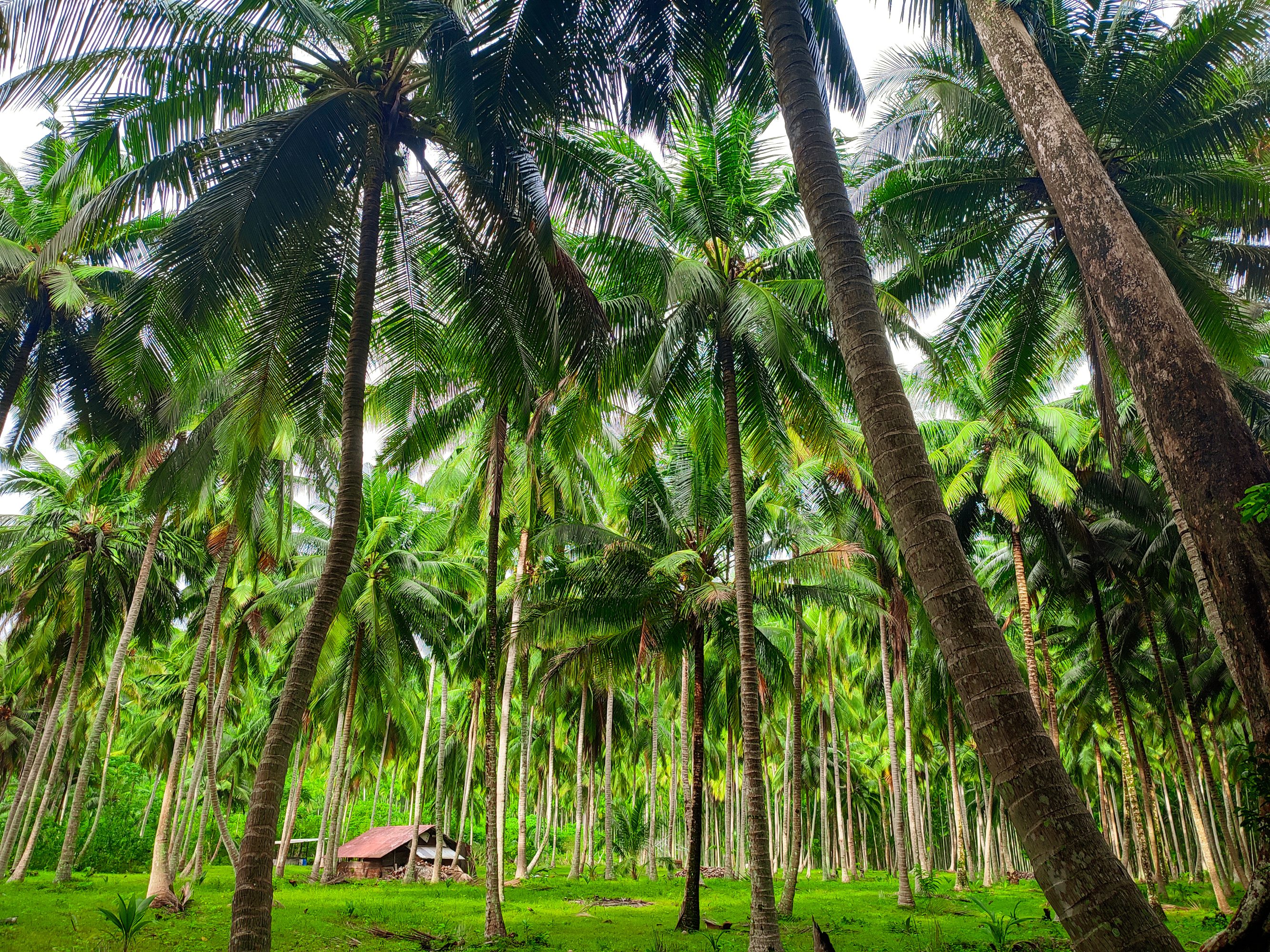 Sights around Taj Andaman